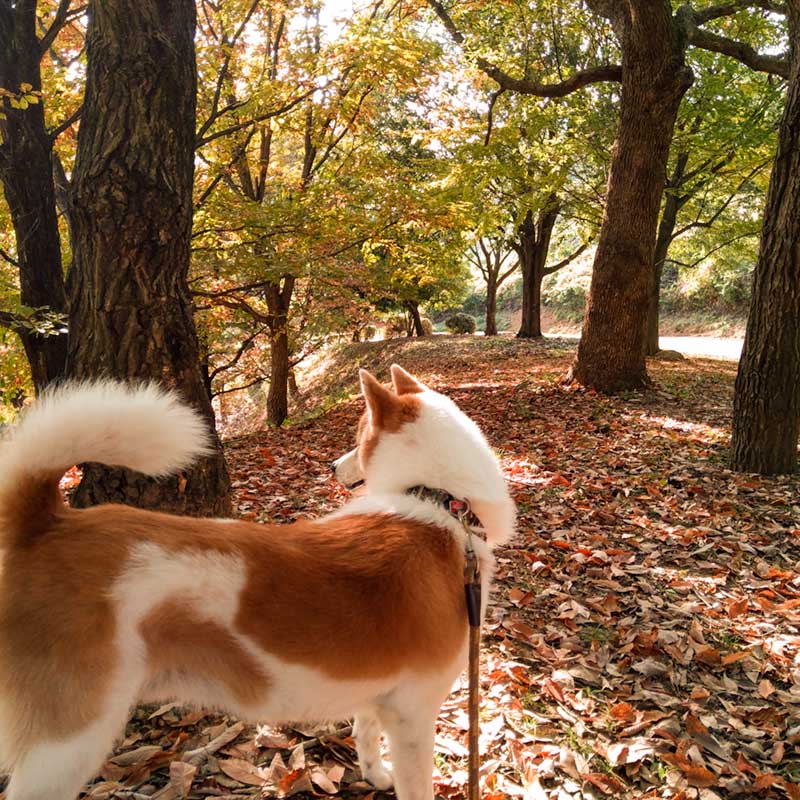 愛犬と山散歩